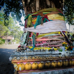 WMU_galerie_photos_arbre_sacre_21